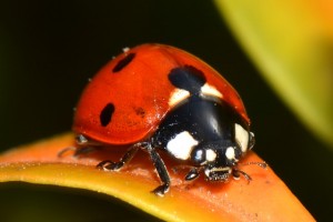 ladybug-292488_640